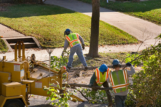 Best Arborist Services Near Me  in Howards Grove, WI